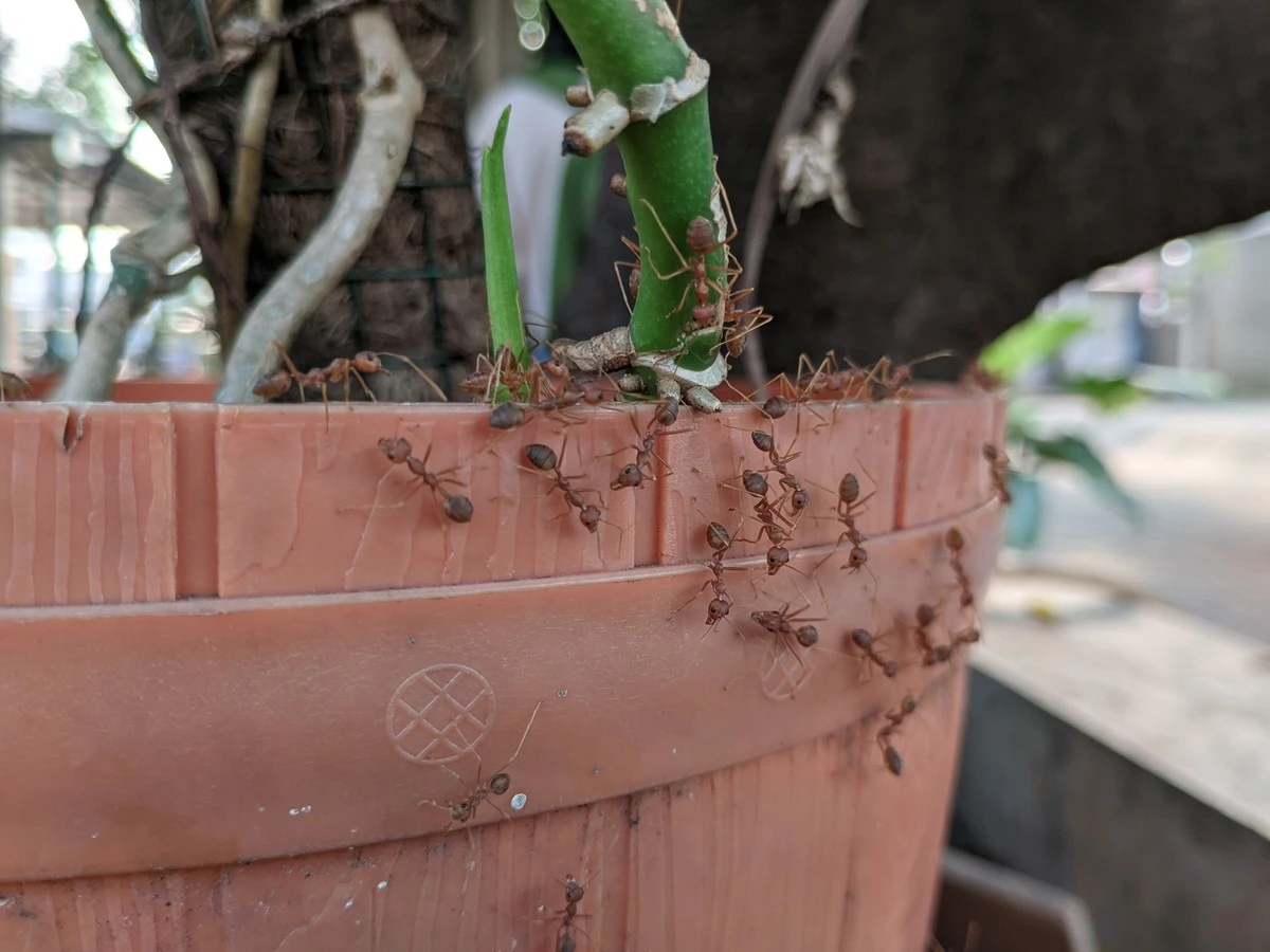 Hormigas en tus plantas: el truco de 1 euro para eliminarlas hoy mismo - image 1