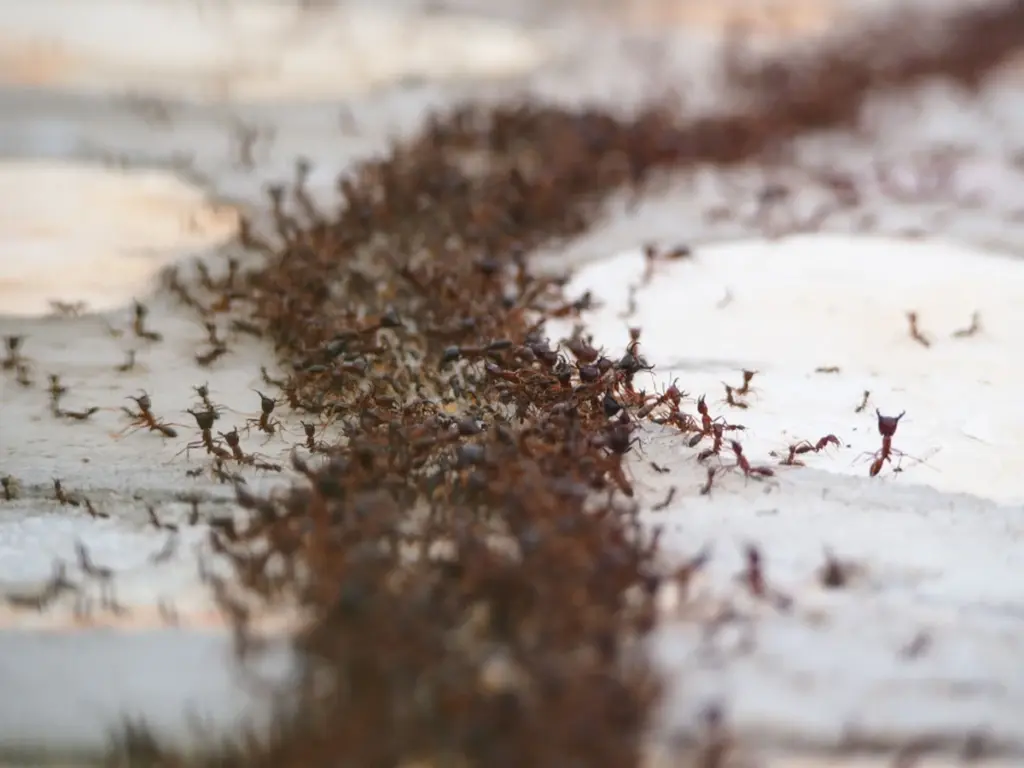 Hormiguero en el césped: el método de 3 pasos para proteger tu jardín sin químicos