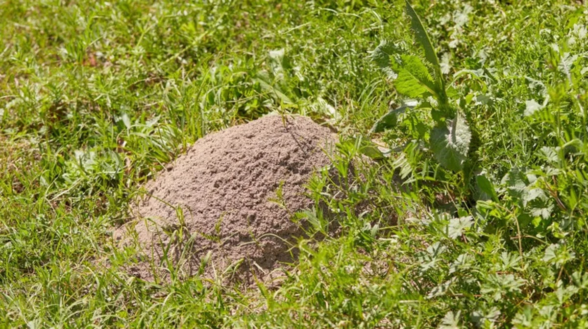 Hormiguero en el césped: el método de 3 pasos para proteger tu jardín sin químicos - image 1