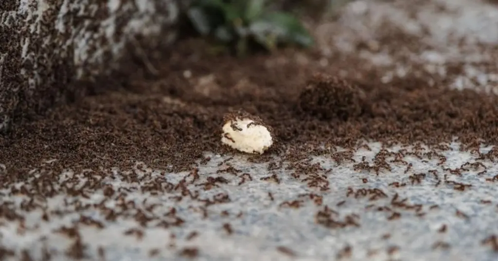 Hormiguero en el jardín: el método de 2 minutos para eliminar cada hormiga