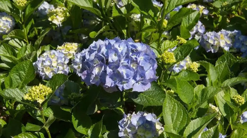 Hortensia azul: el truco con posos de café para recuperar su color