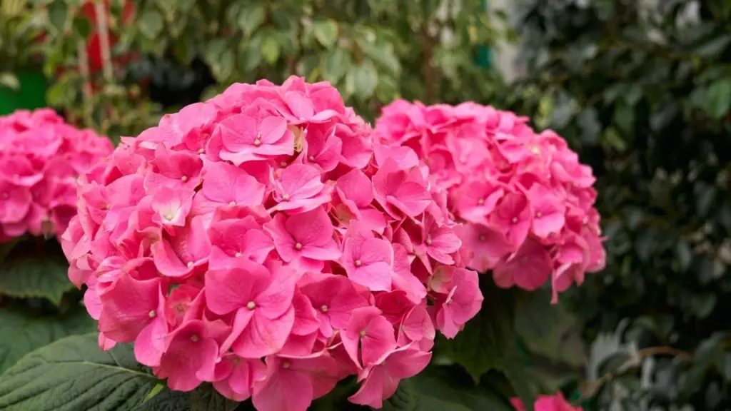 Hortensia en Asturias: el truco casero para 150 días de flores vibrantes