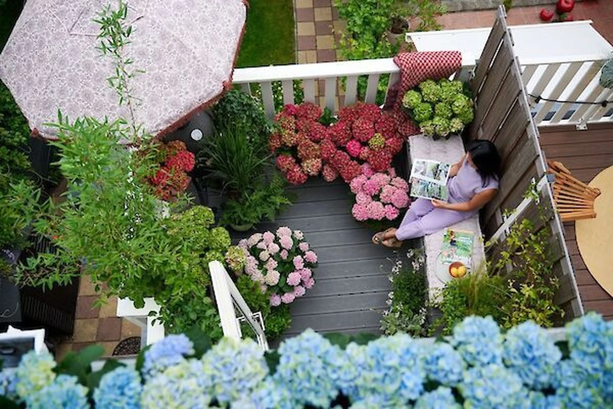 Hortensia en Asturias: el truco casero para 150 días de flores vibrantes - image 1