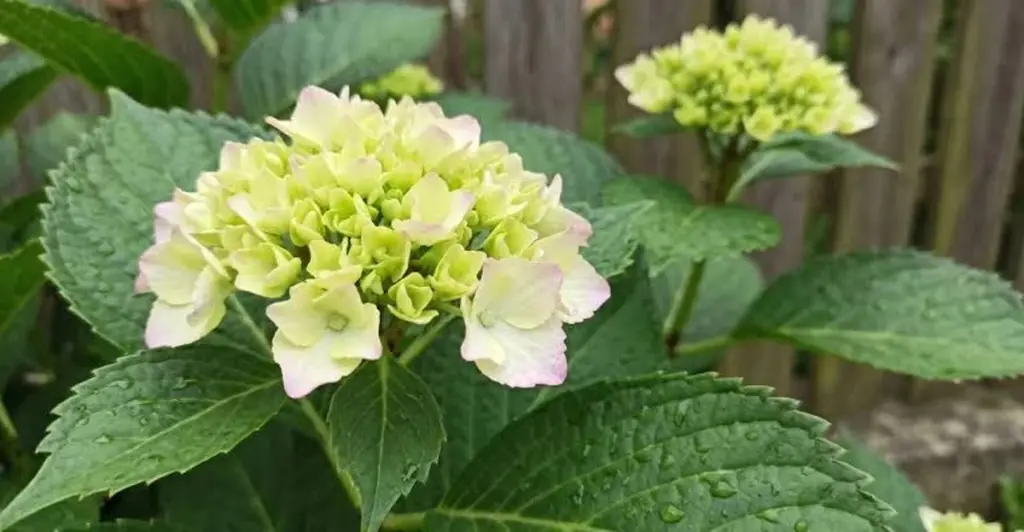 Hortensia marchita en Junio: el truco de experto para salvarla con solo 1 gota