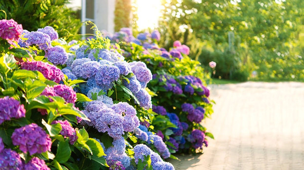 Hortensia marchita en Junio: el truco de experto para salvarla con solo 1 gota - image 1