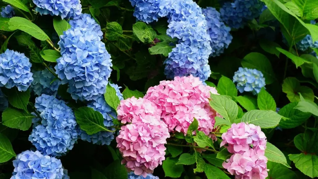 Hortensias espectaculares: el truco para que tu Hydrangea macrophylla no se seque