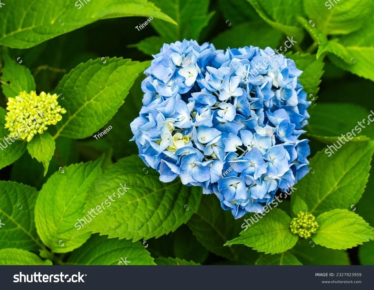 Hortensias espectaculares: el truco para que tu Hydrangea macrophylla no se seque - image 1