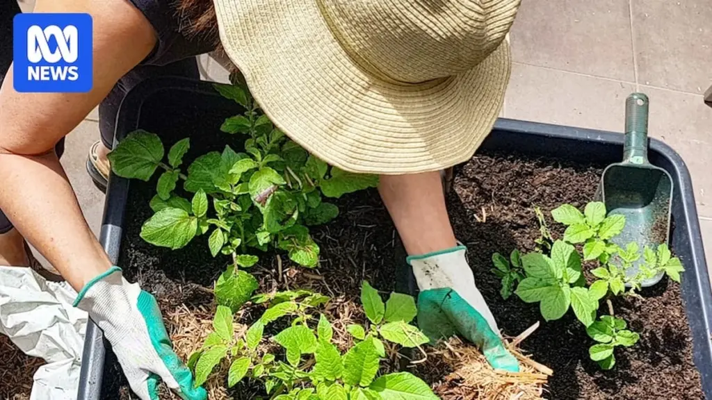 Horticultura urbana en casa: el método para cultivar verduras en poco espacio
