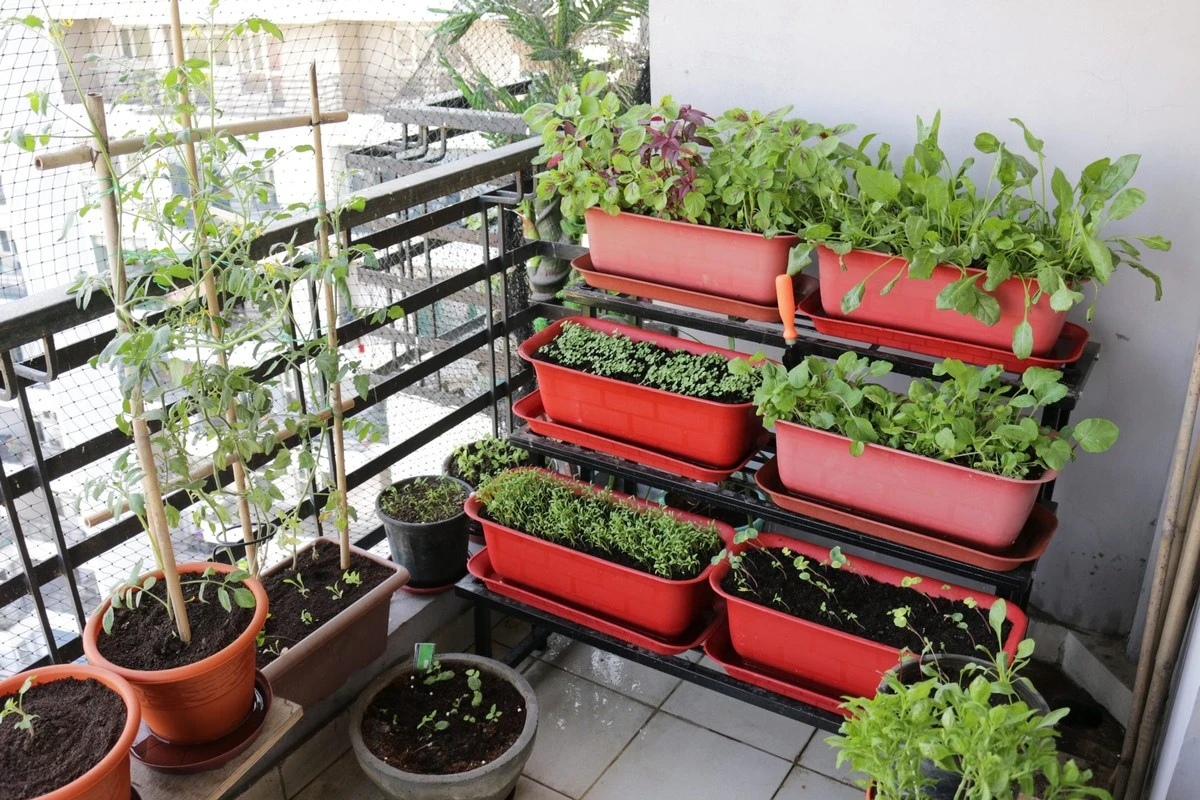 Horticultura urbana en casa: el método para cultivar verduras en poco espacio - image 1