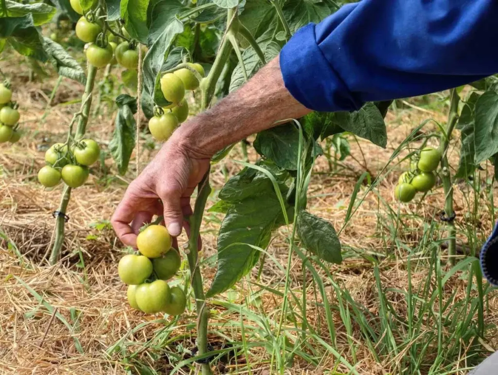 Huerto en Fium'Orbu Castellu: ahorra un 40% con este método en Ghisonaccia