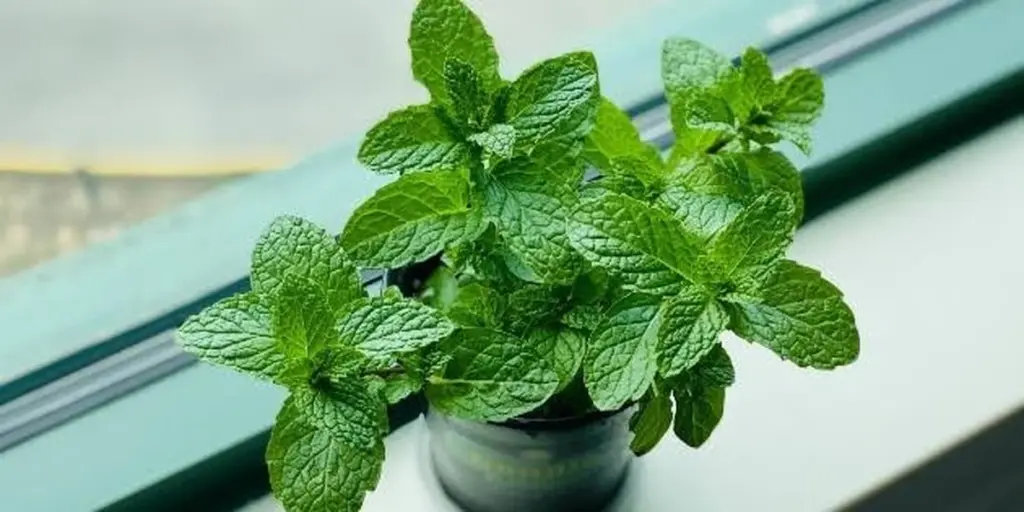 Huerto sin insectos: 5 plantas para alejar plagas que salvarán tu cosecha