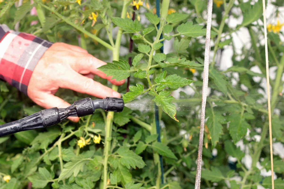 Huerto sin insectos: 5 plantas para alejar plagas que salvarán tu cosecha - image 1