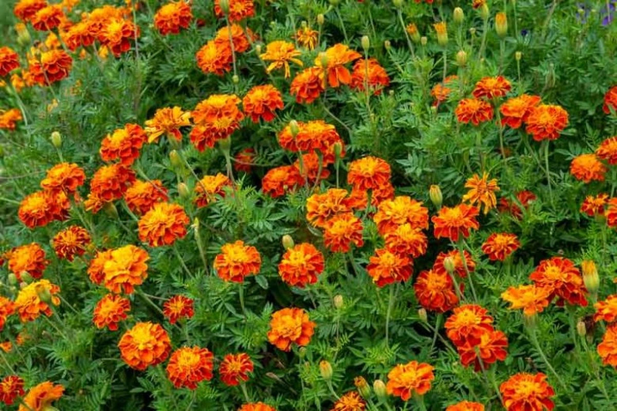 Huerto sin plagas: por qué plantar Tagetes y Tagetes patula hoy mismo - image 1
