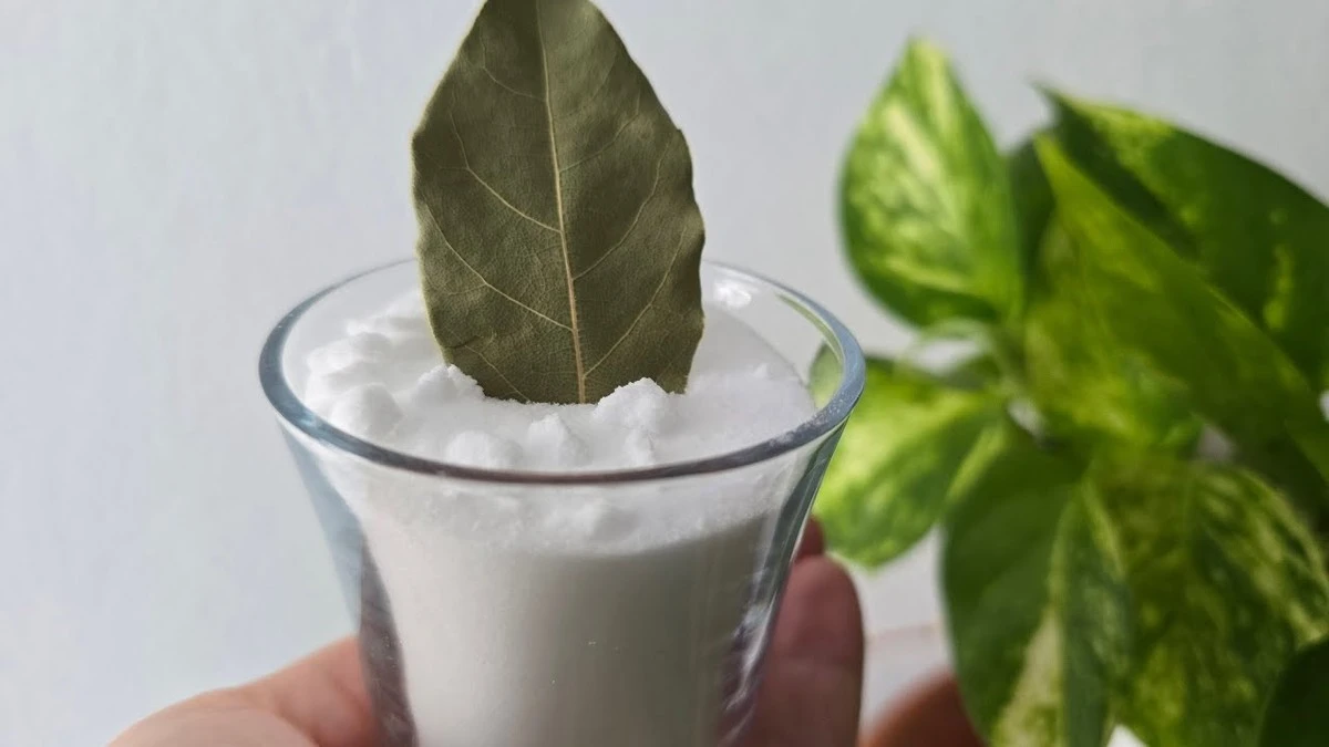 Humedad y malos olores: el truco del bicarbonato de sodio y hojas de laurel - image 1