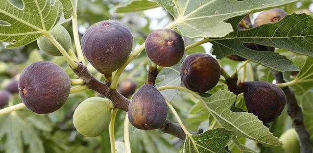 ¿Por qué tu higuera apenas da frutos? El error de poda que muchos cometen al final del invierno
