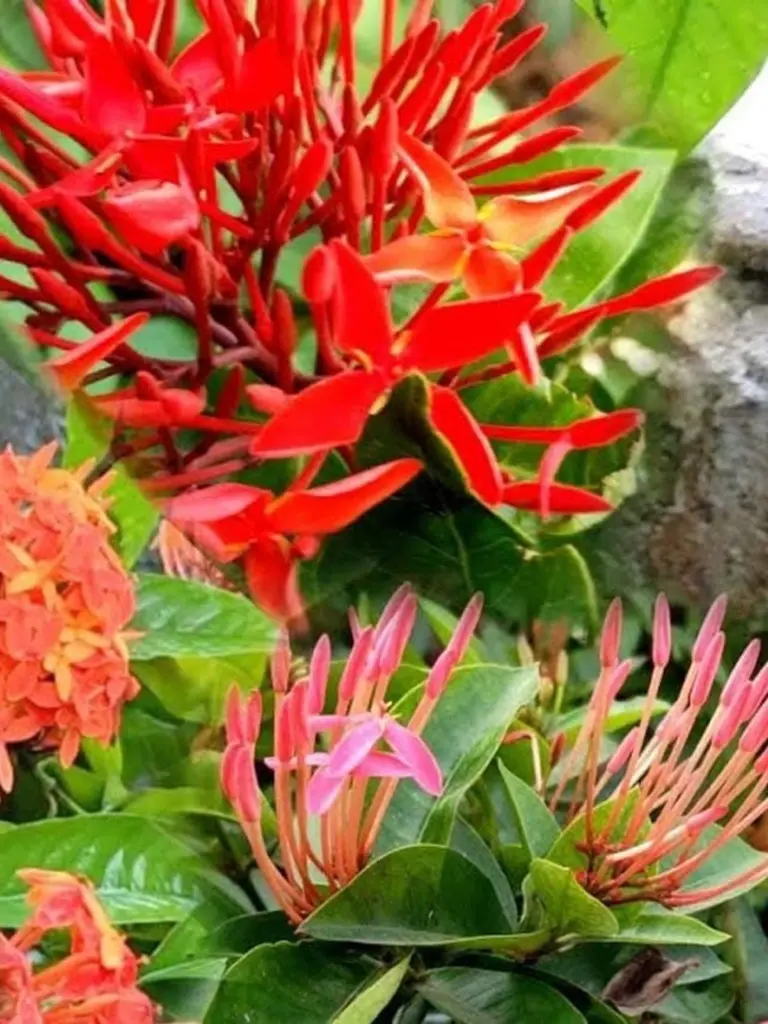 Ixora (Nuru Varalu) sin flores: el truco para salvarla en esta temporada de monzones