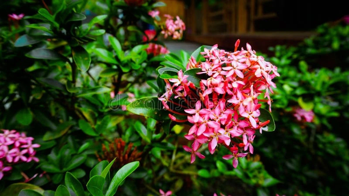 Ixora (Nuru Varalu) sin flores: el truco para salvarla en esta temporada de monzones - image 1