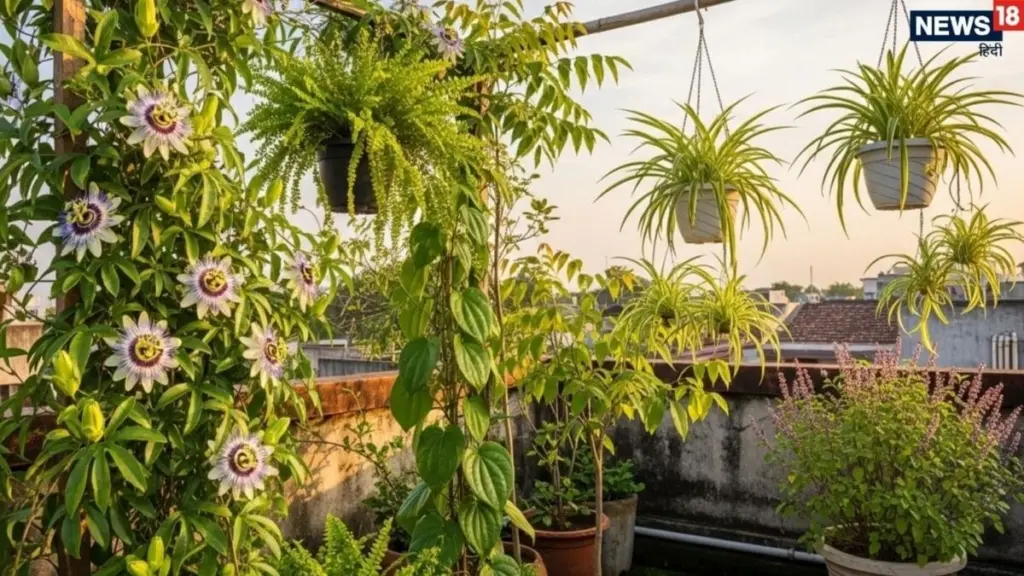 Jardinería en terrazas: 6 plantas para bajar 5 grados el calor de tu casa