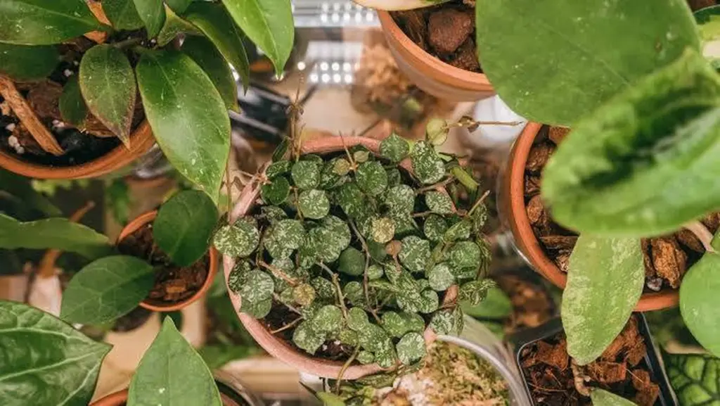 Jardinería sin esfuerzo: las 8 plantas que purifican tu hogar casi sin riego