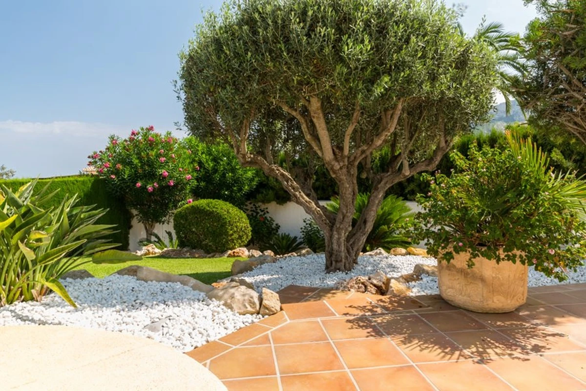 Jardín impecable sin manguera: el poder de la lavanda y el riego por goteo - image 1