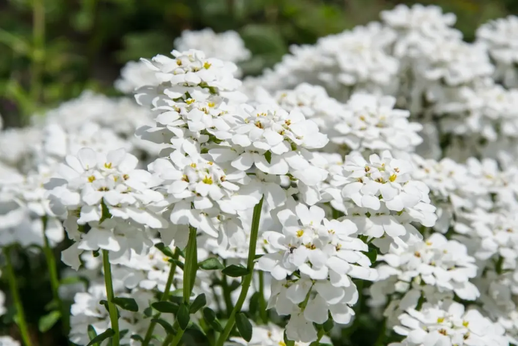 Jardín luminoso de noche: plantas perennes blancas que ahorran agua