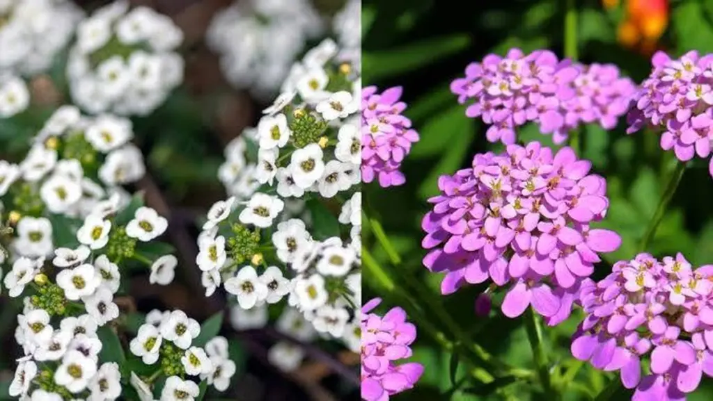 ¿Jardín vacío en junio? Planta Calendula officinalis y Cosmos bipinnatus ahora