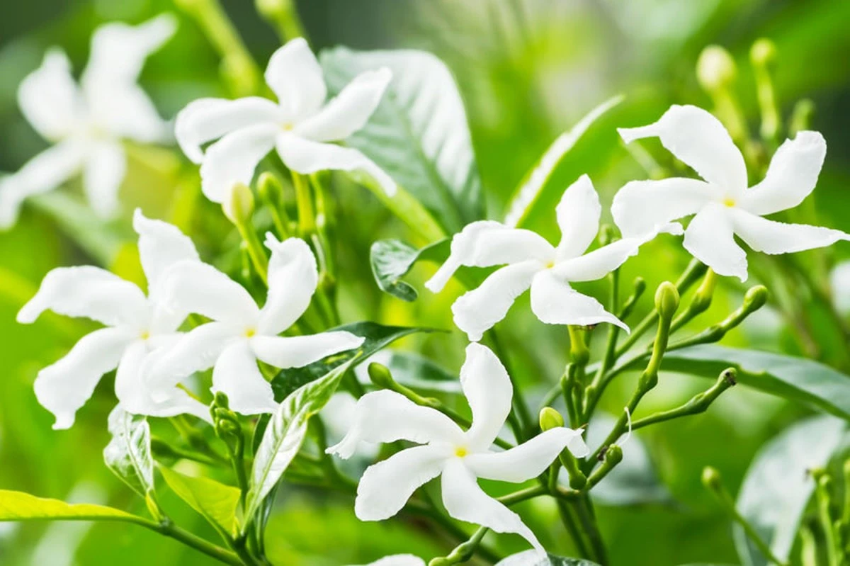 Jasminum sambac: el fertilizante orgánico casero para una floración explosiva en 15 días - image 1