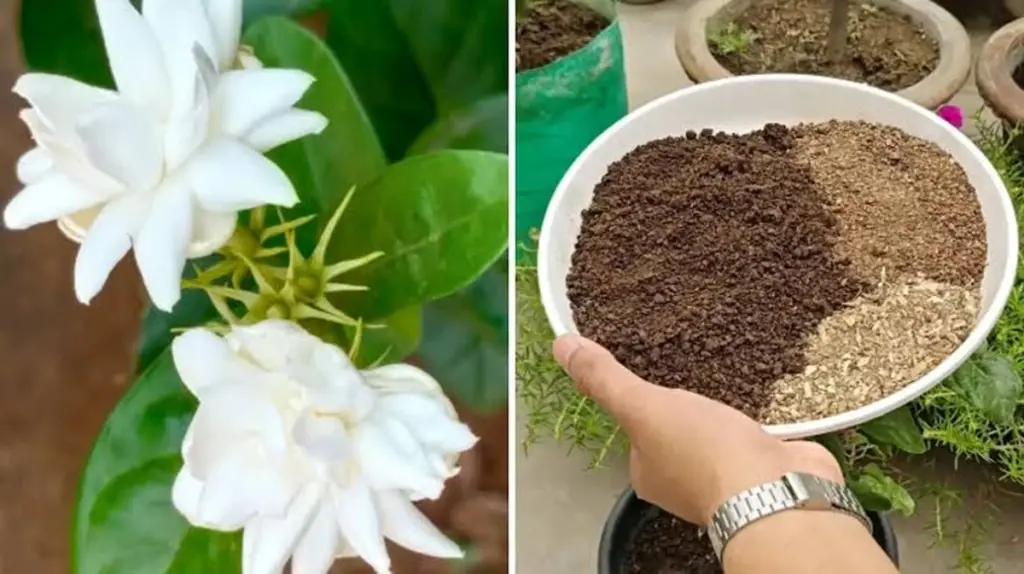 Jazmín de Arabia (Mogre): el truco de poda para llenar tu jardín de flores
