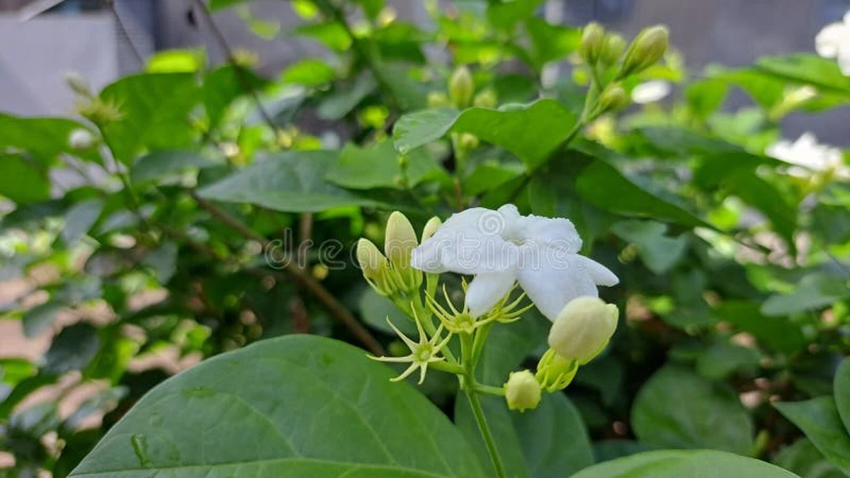Jazmín de Arabia (Mogre): el truco de poda para llenar tu jardín de flores - image 1