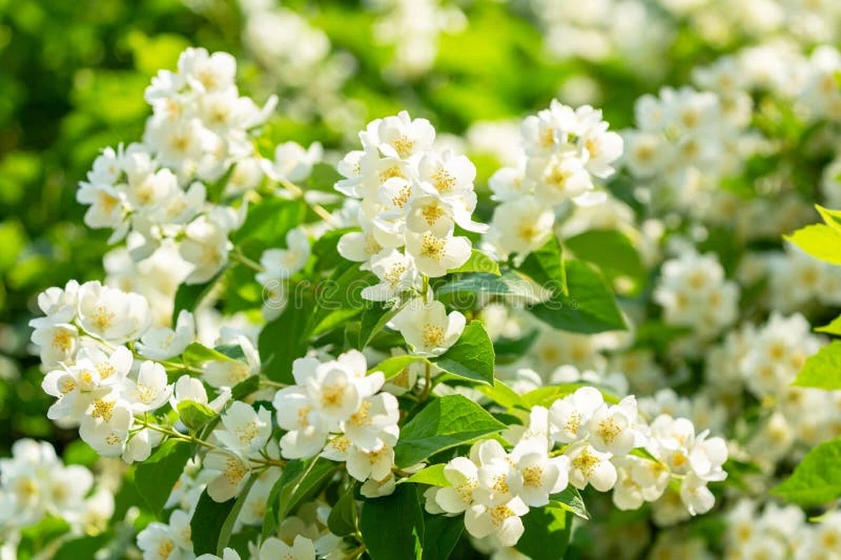 Jazmín (Ondulado y Trepador): usa este Fertilizante orgánico para una floración explosiva - image 1
