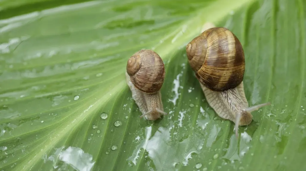 Lechuga a salvo: el truco de la planta "escudo" que aleja al caracol