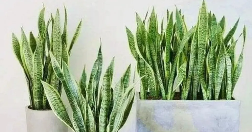 Lengua de suegra: el truco de Saigón para dormir sin calor ni ruido