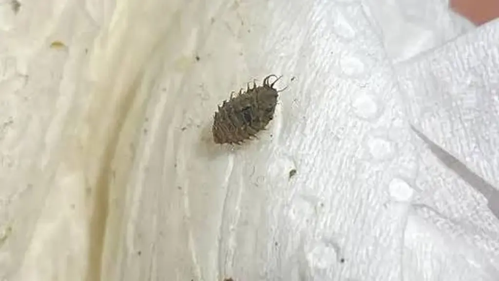 Lepisma saccharinum: por qué la humedad relativa atrae este insecto a tu casa