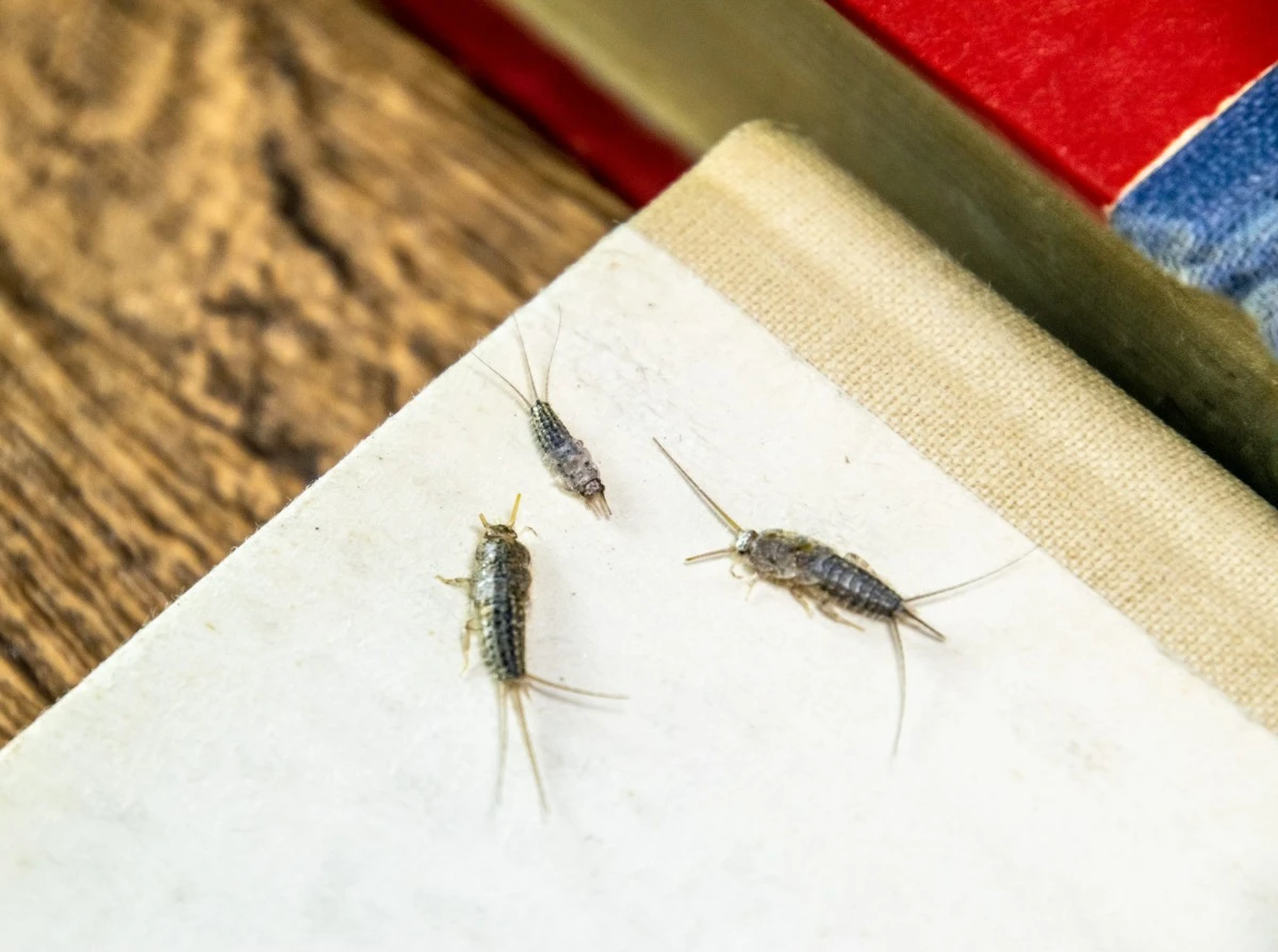 Lepisma saccharinum: por qué la humedad relativa atrae este insecto a tu casa - image 1