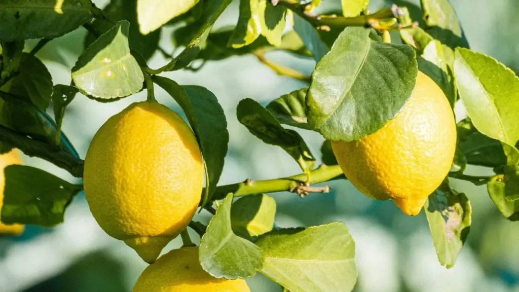 Limonero sano y sin plagas: por qué pongo papel de aluminio en las ramas