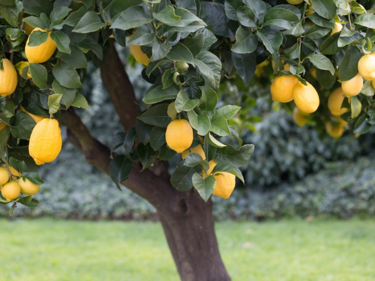 Limonero sin frutos: el truco del fertilizante para cítricos que lo cambia todo - image 1