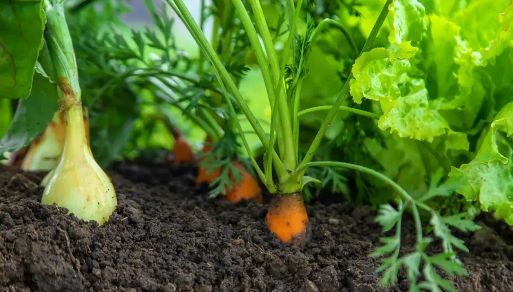 Madeleine Strand y el cultivo asociado: el truco para salvar tu huerto del calor
