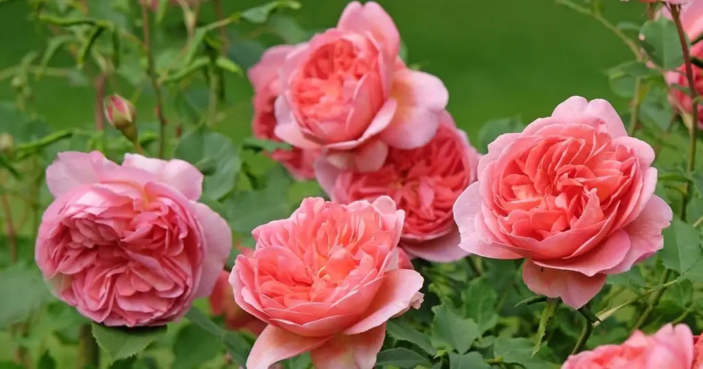 Mancha negra de la rosa: el truco de 2€ para salvar tus Rosas en 5 minutos