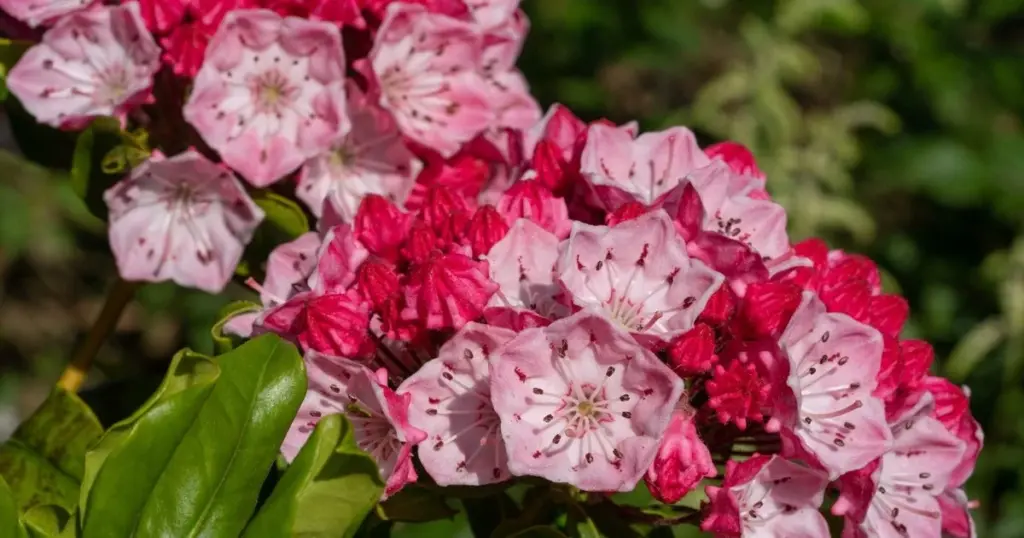 Mejor que el Rhododendron: por qué la Kalmia latifolia es la joya de 2026