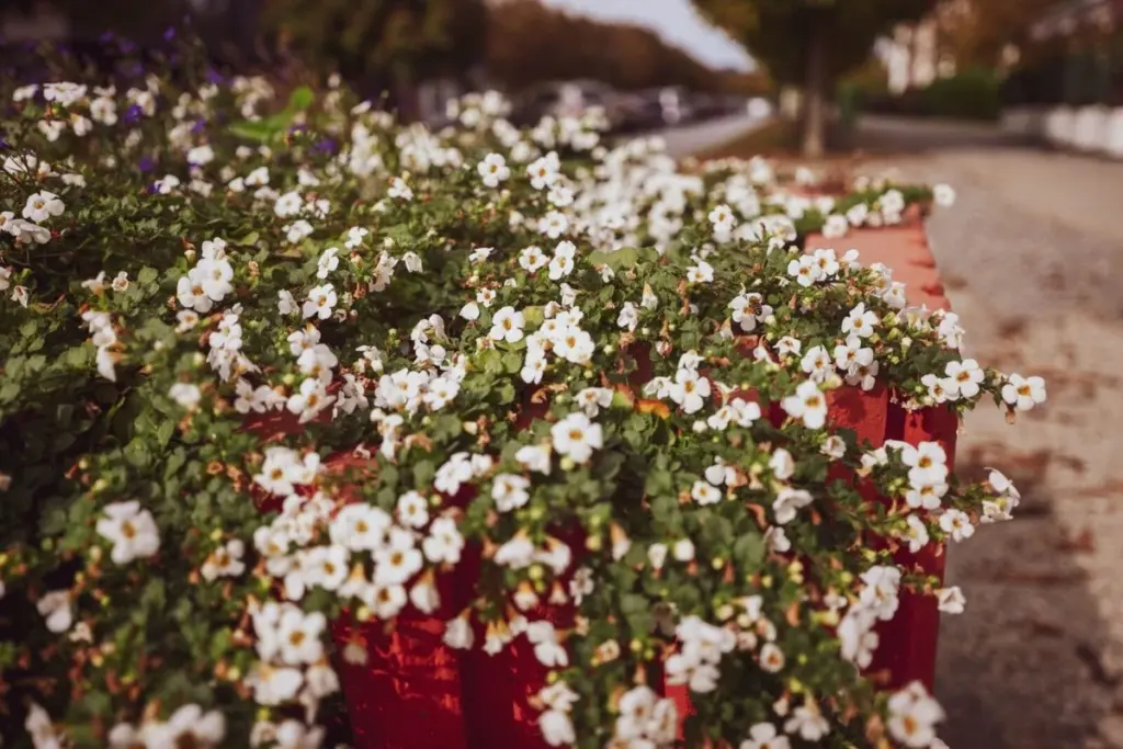 Mejor que Pelargonium: la planta Bacopa crea cascadas infinitas de flores