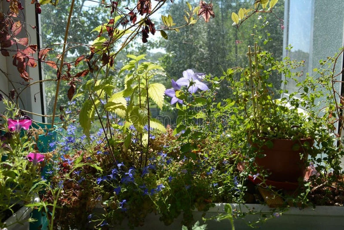 Mejor que Pelargonium: la planta Bacopa crea cascadas infinitas de flores - image 1