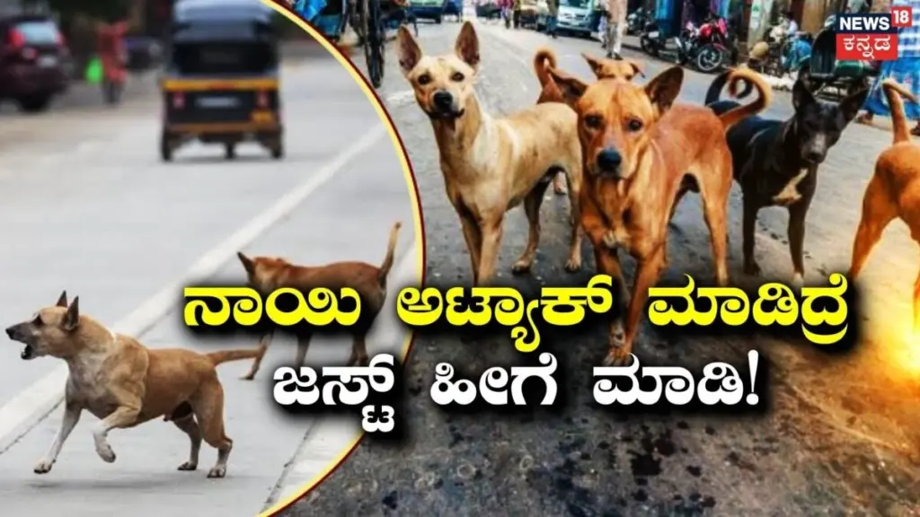 Mordedura de perro: el protocolo de 15 minutos para evitar secuelas graves