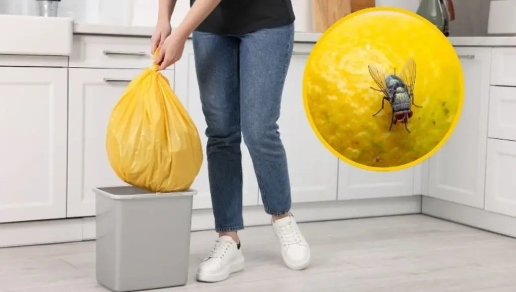 ¿Mosca doméstica en tu basura? El secreto de 2 especias para alejarlas
