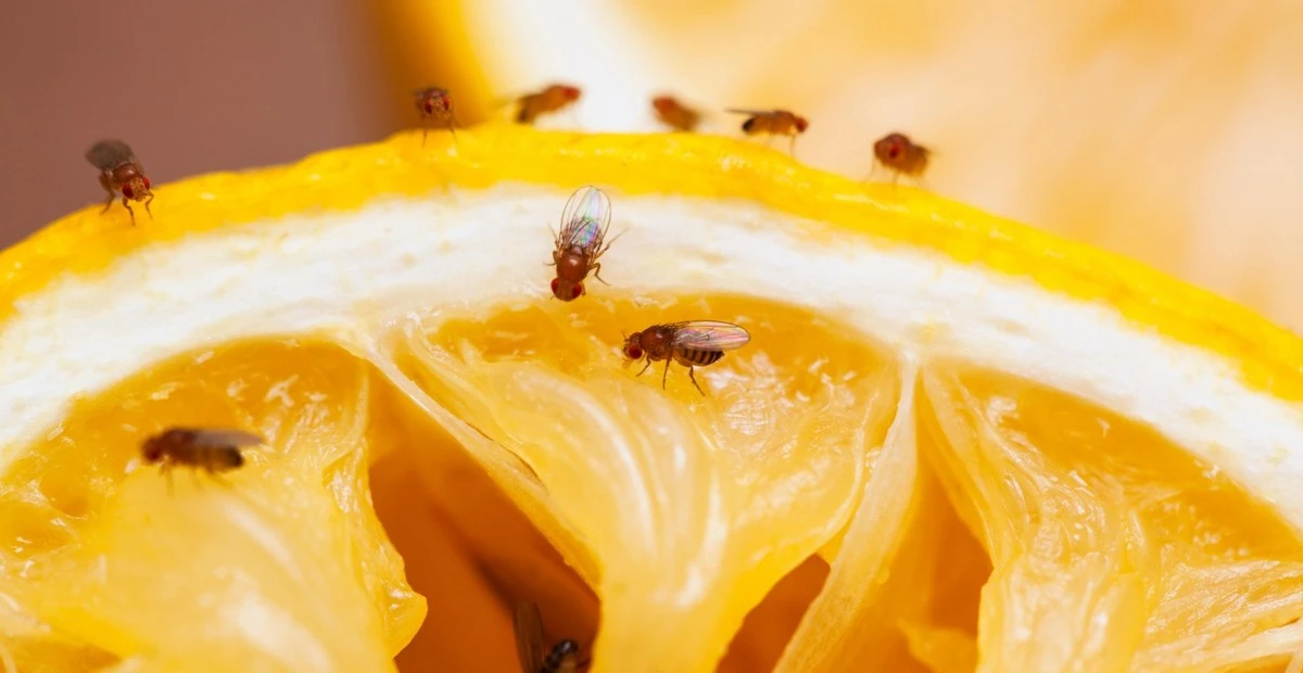 ¿Mosca doméstica en tu basura? El secreto de 2 especias para alejarlas - image 1
