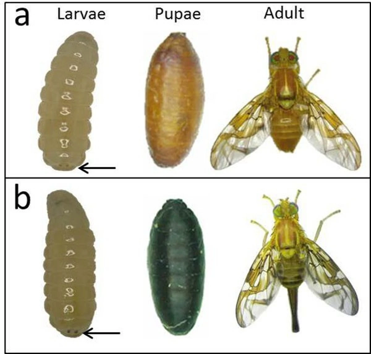 Mosca mexicana de la fruta: por qué tu jardín está en cuarentena y cómo salvarlo - image 1
