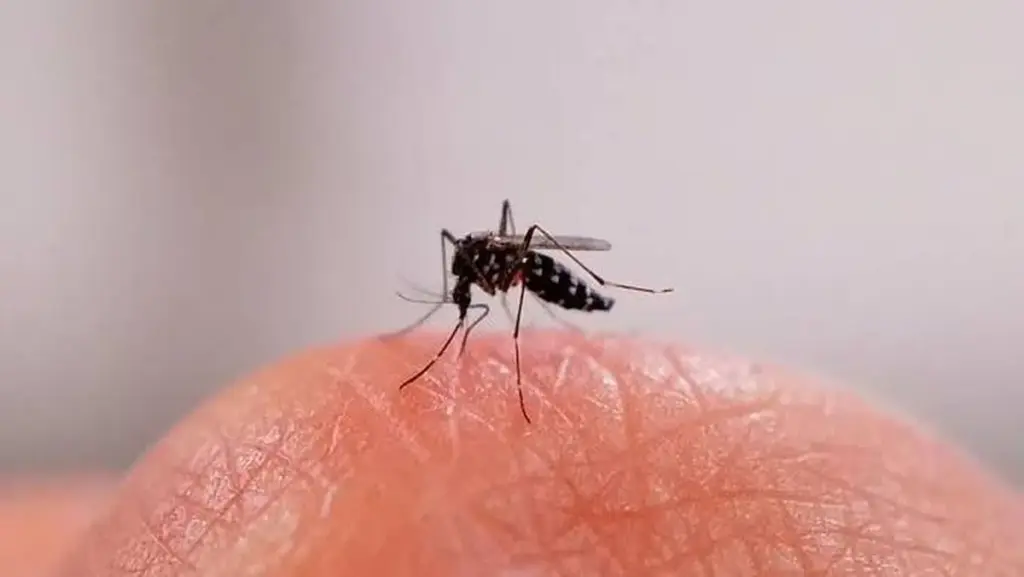 Mosquito en casa: el potente repelente casero de 2 ingredientes que uso