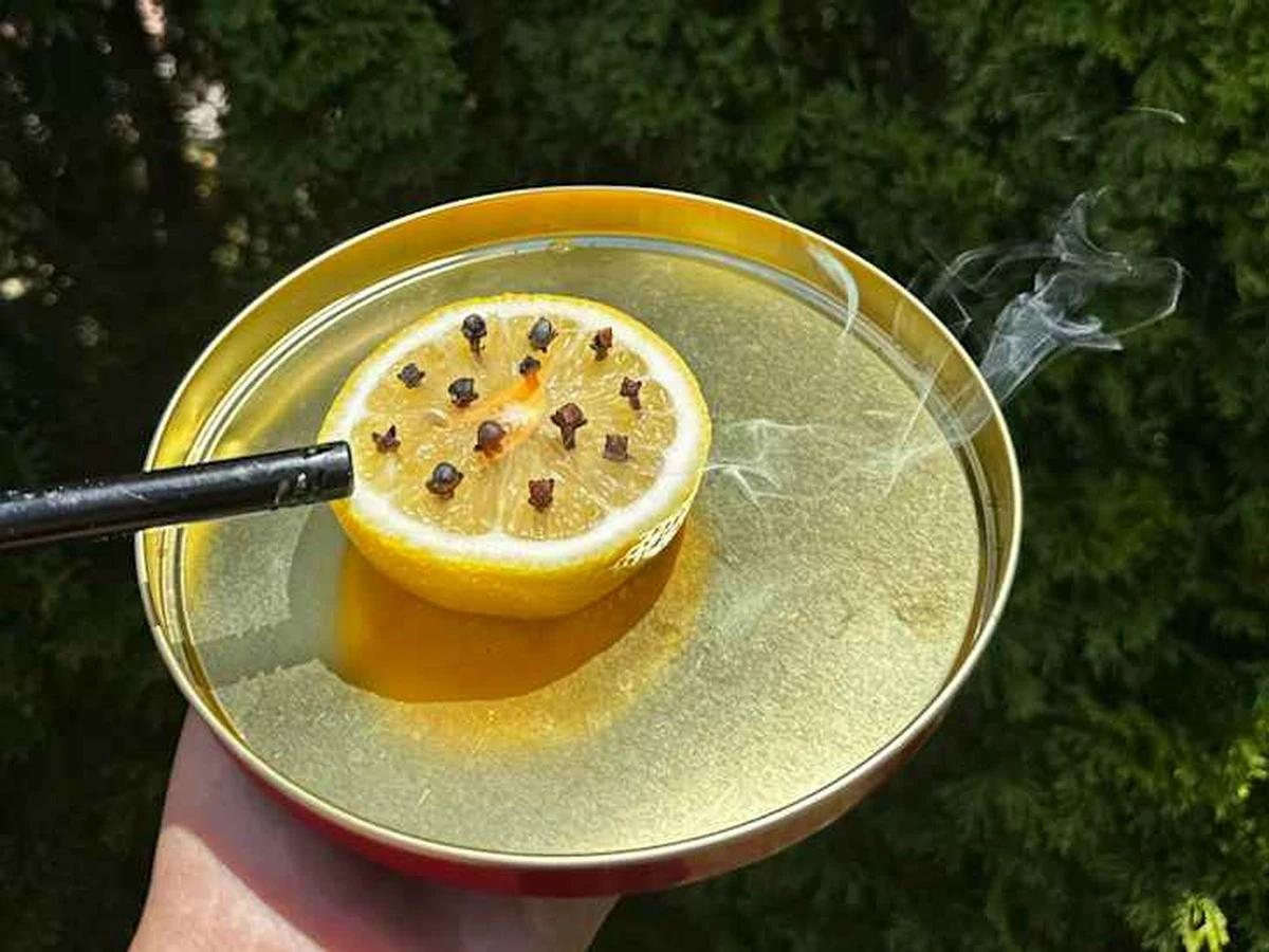Mosquito en casa: el potente repelente casero de 2 ingredientes que uso - image 1