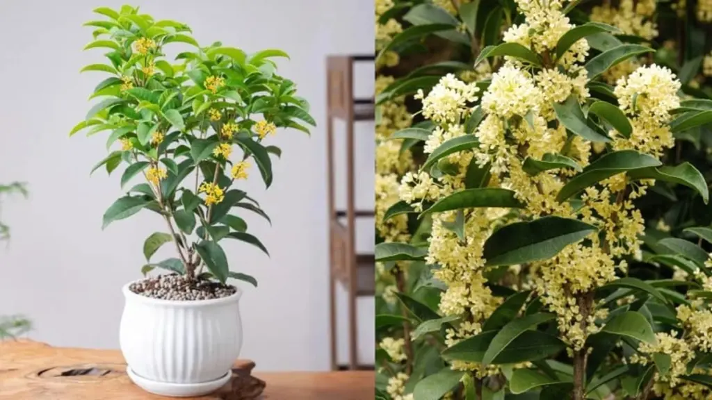 Muchos las ignoran: 6 plantas de Feng Shui para atraer fortuna en tu balcón
