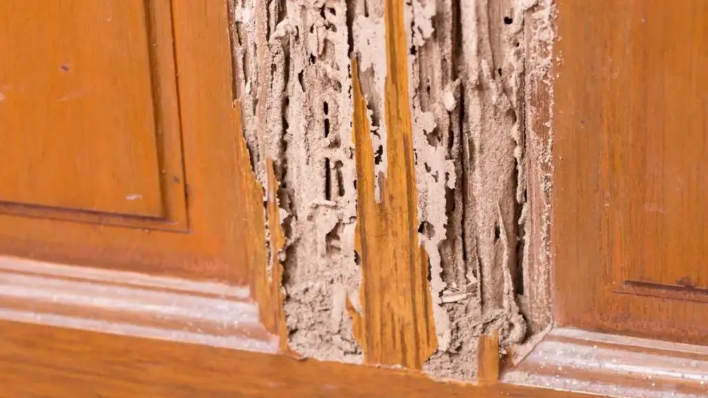 Muebles huecos: el truco de la sal para el control de plagas y termitas