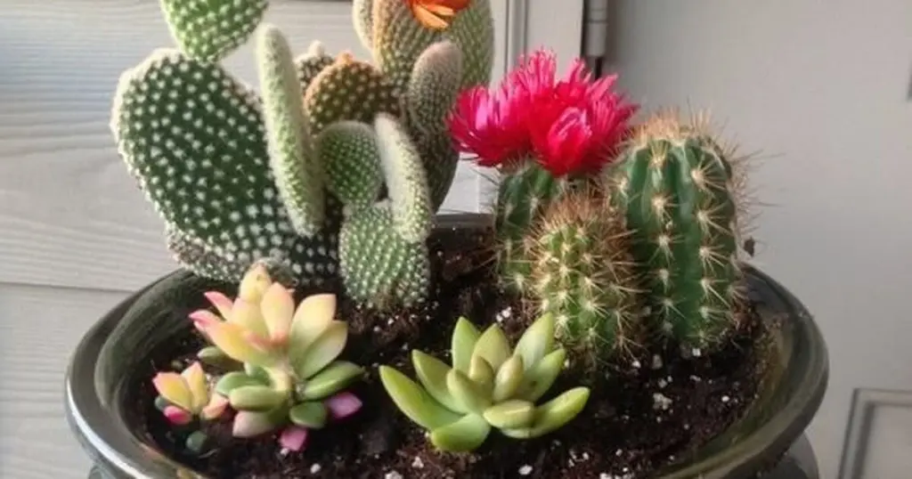 Mueve tu Cactus 50 cm: el truco de los 30 segundos para salvar tus Plantas suculentas del sol